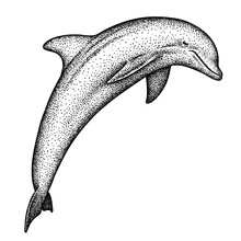 Vintage Engrave Isolated Saw Fish Illustration Killer Whale Ink Sketch. Wild Hammer Shark Background Line Dolphin Art