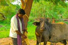 Smiling Asian Farmer Carrying Fresh Green Grass On His Shoulder For Feeding Cattle And Buffalo