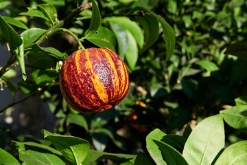 Citrus arcobal  branch close up