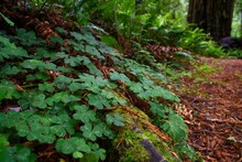 Beautiful Closeup Shot Of Dark Green Clovers Surrounding A Mossy Log In A Sunny Forest
