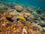 Fototapeta Do akwarium - Interesting fish posing in the water column of the Red Sea, Hurghada, Egypt