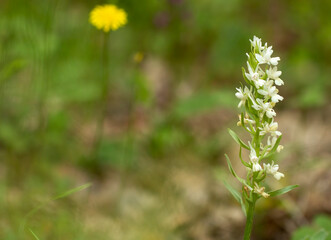 Wall Mural - Roman dactylorhiza (Dactylorhiza romana) in natural habitat