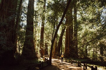 Poster - Beautiful shot of sun covered trees in a redwood national park