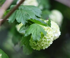 Sticker - Closeup shot of viburnum opulus blossoms