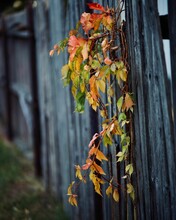 Vertical Shot Of A Climbing Plant With Colorful Leaves On The Wooden Fence