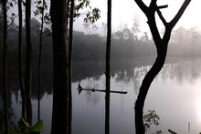 Tree Reflections On A Lake On A Misty Day
