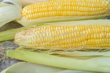 Wall Mural - Yellow Sweet corn ears background