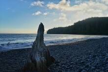 Scenic View Of The Sea With Driftwood On The Beach In The Foreground