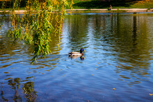 Lonely Duck Swims In The City Lake
