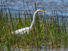 Selective Focus Shot Of A Great Egret Bird In Tall Grass At Miramar Beach, Florida