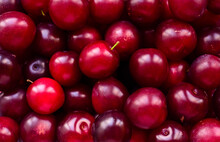 Lots Of Fresh Juicy Red Shiny Plums Close Up - Fruit Background