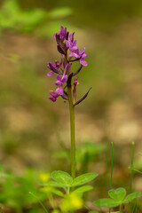 Wall Mural - Roman dactylorhiza (Dactylorhiza romana) in natural habitat