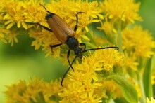 Closeup On A Tawny Longhorn Beetle, Paracorymbia Fulva, Sitting On A Yellow Goldenrod Flower