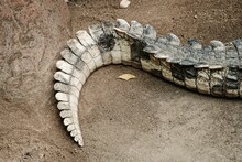 Closeup Shot Of The Tail Of A Crocodile On The Ground
