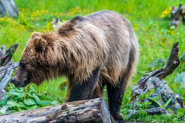 Wall Mural - An Alaskan brown bear searching for food on shore in Disenchartment Bay close to the Hubbard Glacier in Alaska in summertime