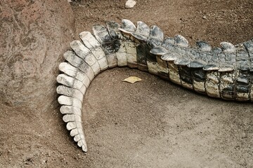 Closeup shot of the tail of a crocodile on the ground