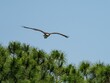 Osprey flying with open wings in a blue sky