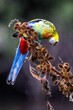 Vertical shot of an Eastern Rosella parrot sitting on a thorny plant