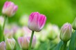 Closeup of beautiful pink and white tulips in full bloom growing in garden with blurry background
