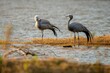 Pair of blue cranes standing on dry grass on the shore of a lake