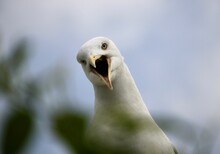 Closeup Shot Of The Squawking Seagull
