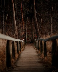 Wall Mural - Wooden walkway in autumn Bavarian Forest