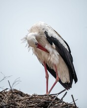 Beautiful White Stork Perched On The Nest And Preening Itself Against A Blue Sky