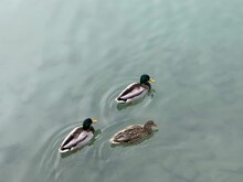 High-angle View Of Three Ducks Swimming On The Water