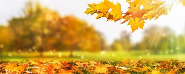 Wall Mural - idyllic blurred autumn landscape background with a frame from maple leaf branch and fall leaf meadow in sunshine