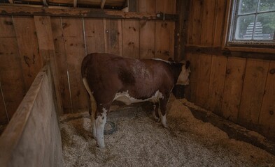 Canvas Print - Brown cow standing inside the barn