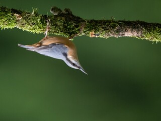Wall Mural - Eurasian nuthatch perched on a branch upside down isolated on a green background