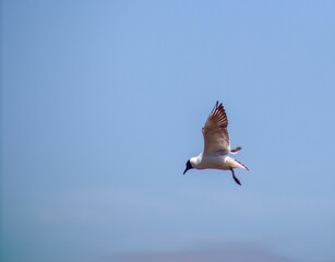 Wall Mural - Black-headed gull flying against a blue sky