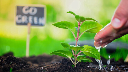 Wall Mural - Cropped view of gardener pouring water on plant in soil in blurred garden