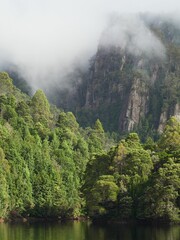 Wall Mural - Vertical shot of Temperate Rainforest with mist and cloud in Tarkine area of Tasmania