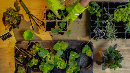 Wall Mural - Top view of gardener planting plants near tools and boards with lettering on table