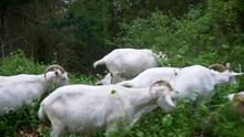 Goats Of EPA Narragansett RI Eating Invasive Plant Species