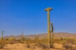 Example of a rare crested Saguaro in rural Arizona