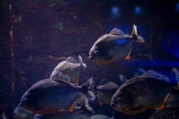 a flock of predatory piranhas in a freshwater aquarium, nature danger