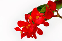 Red Dragon Wing Begonias