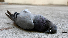 Dead Pigeon On Cement