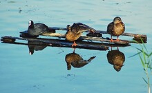 Beautiful Coot With Mallard Ducks Sitting On A Wooden Surface In The Water