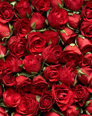 Wall Mural - Bunch of red roses flowers head