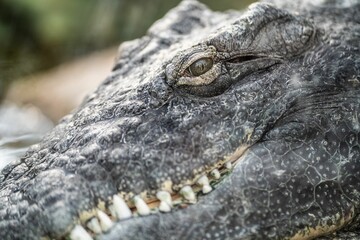 Poster - Eye of the crocodile with sharp fangs