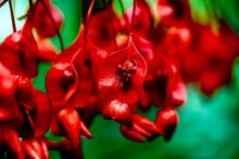 Closeup Of Red Erythrina Crista-galli Flowers Growing Against Green Plants