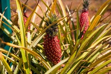 Closeup Of Red Pineapples Growing At The Plantation