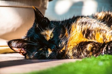 Poster - Closeup of a black cat with ginger spots lying on the ground with  sunlight falling on it