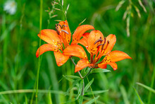 Orange Lily In The Forest Close Up,  Wild Tuscan Lily Or Tiger Lily Flower Blooming In The Wild At Peninsula Near Lake Huron, Ontario, Canada.