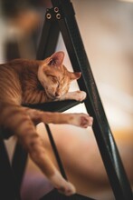 Vertical Shot Of An Adorable Cat Sleeping On The Ladder On A Blurred Background - Wallpaper