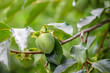 Young fruits of oriental persimmon, on the tree