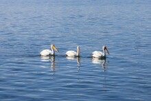 Three Pelican Birds Swimming In The Blue Water